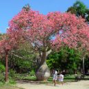 Ceiba speciosa
