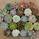 Echeveria