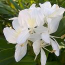 Hedychium coronarium
