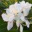 Hedychium coronarium