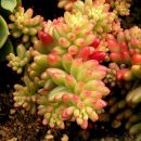 Sedum rubrotinctum