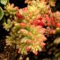 Sedum rubrotinctum
