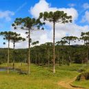 Araucaria angustifólia