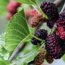 Morus nigra