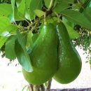 Persea americana