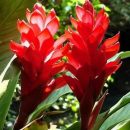 Alpinia purpurata