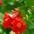 Punica granatum