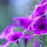 Petunia