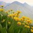 Arnica Montana