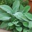 Plantas PANCs