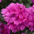 Verbena EnduraScape