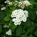 Spiraea cantoniensis