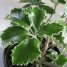 Tetrastigma voinierianum