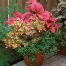 Solenostemon scutellaroides