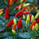 Capsicum frutescens