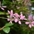 Congea tomentosa