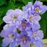 Thunbergia grandiflora
