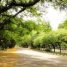 Tipuanas e Jacarandás