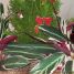 Decoração de natal com plantas!
