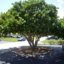 Coccoloba uvifera