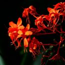 Clerodendron speciosissimum