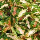 Graptophyllum pictum