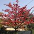 Bombax ceiba