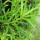 Podocarpus macrophyllus “Maki”