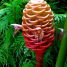 Zingiber spectabile