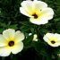 Turnera ulmifolia