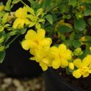 Jasminum mesnyi