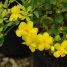 Jasminum mesnyi