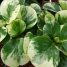 Peperomia obtusifolia ‘Variegata’