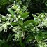 Cestrum nocturnum