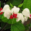 Clerodendron thomsoniae