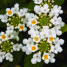 Lantana undulata