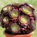 Aeonium arboreum ´Atropurpureum´