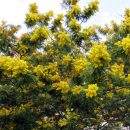 Mimosa scabrella