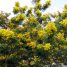 Mimosa scabrella