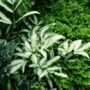 Pteris cretica