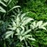 Pteris cretica