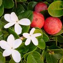 Carissa macrocarpa