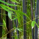 Phyllostachys nigra