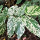 Ficus aspera