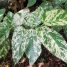 Ficus aspera