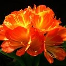 Clivia miniata