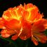 Clivia miniata