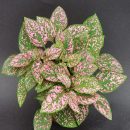 Hypoestes phyllostachya