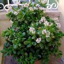 Crassula ovata