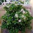 Crassula ovata